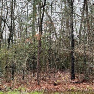 0 Whiteside Dr, Onalaska, TX 77360