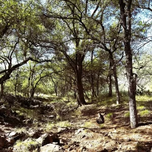 378 Sandy Mtn, Sunrise Beach Village, TX 78643